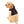 Load image into Gallery viewer, HSI SRT SIXREDARROWS DOG HOODIE
