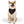 Load image into Gallery viewer, HSI SRT SIXREDARROWS BANDANA DOG COLLAR
